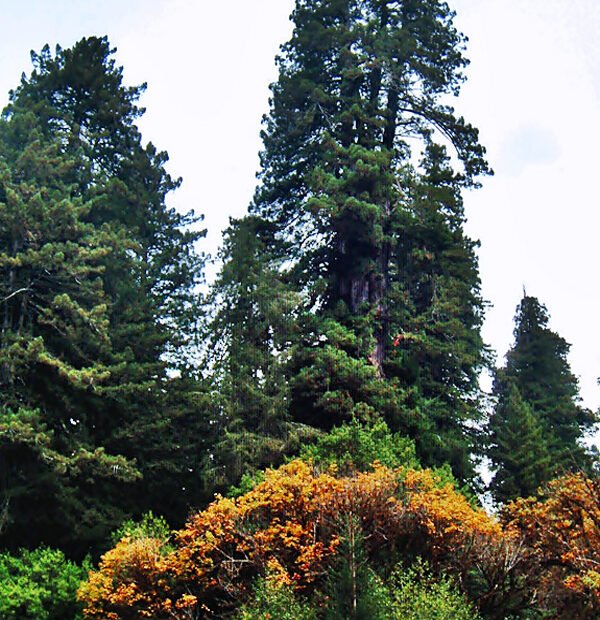 redwoods national park heritage site