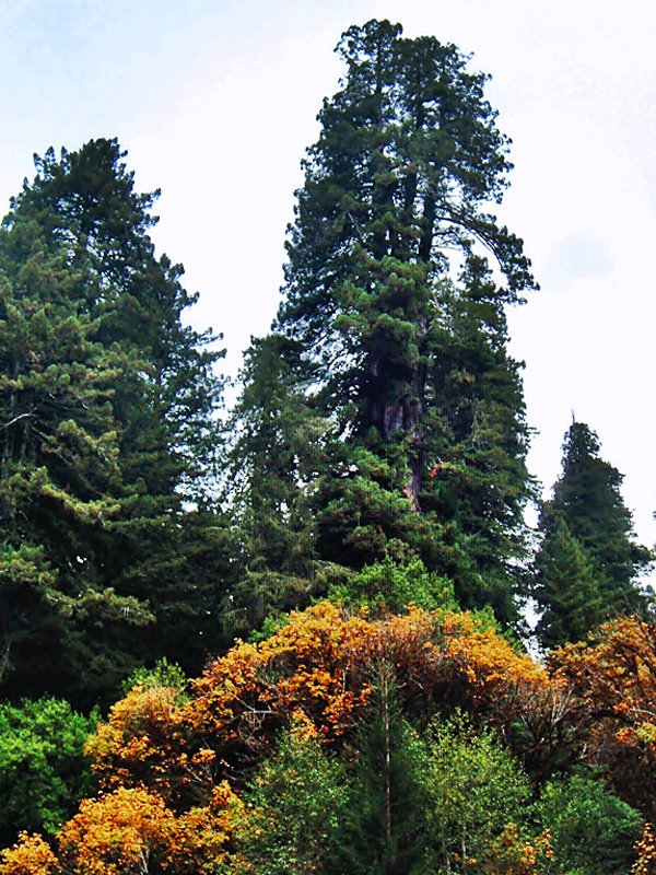 redwoods national park heritage site