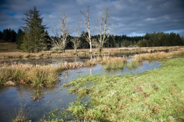 Colewort Creek Restoration Salmon